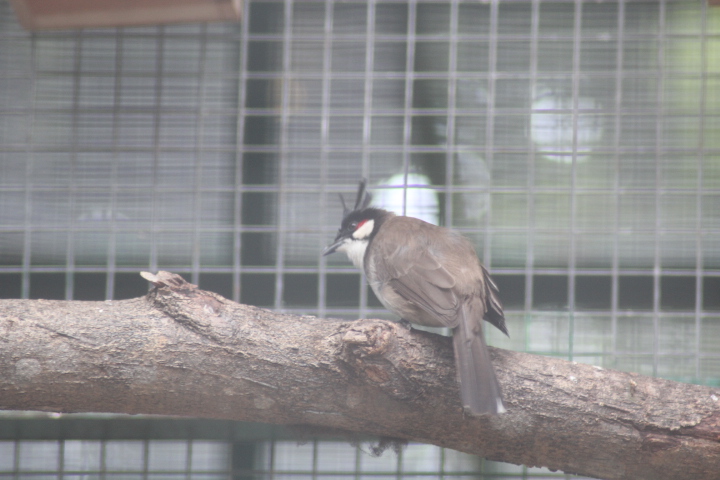 Red-whiskered bulbul (Pycnonotus jocosus pattani)
