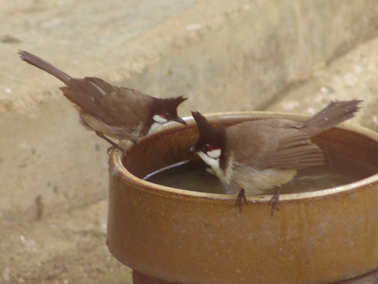 Red-whiskered Bulbul (Pycnonotus jocosus)