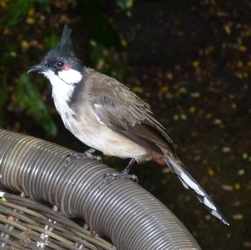 Red-whiskered bulbul (Pycnonotus jocosus)