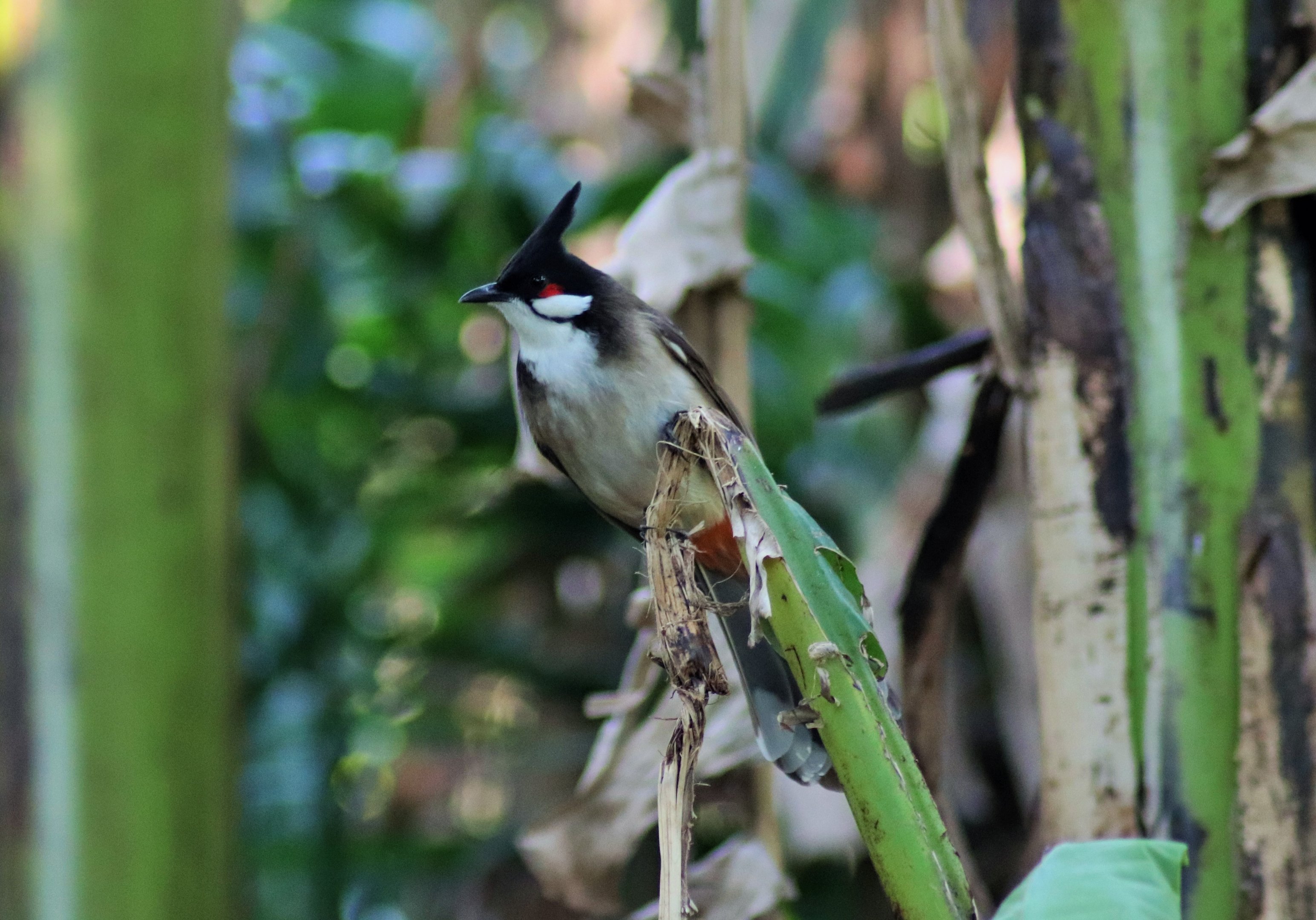 Red-whiskered Bulbul (Pycnonotus jocosus)