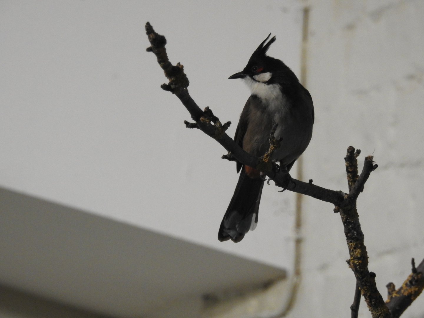 Red-Whiskered Bulbul (Pycnonotus jocosus)