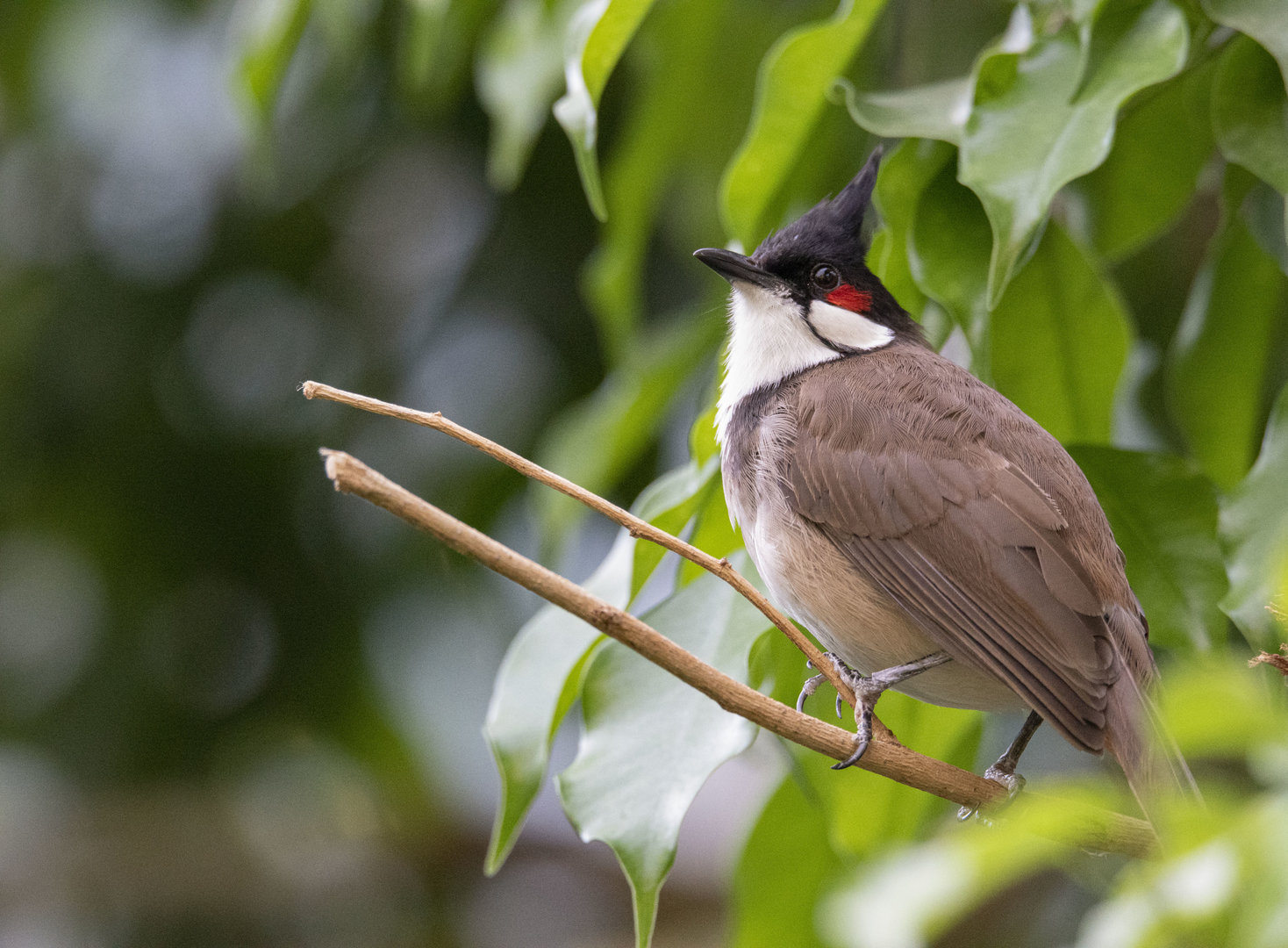 Red-whiskered bulbul (Pycnonotus jocosus)
