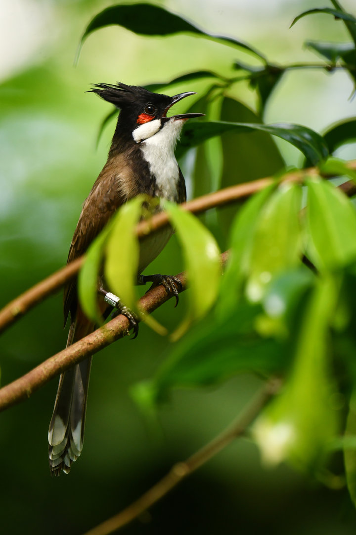Red-whiskered Bulbul Pycnonotus jocosus