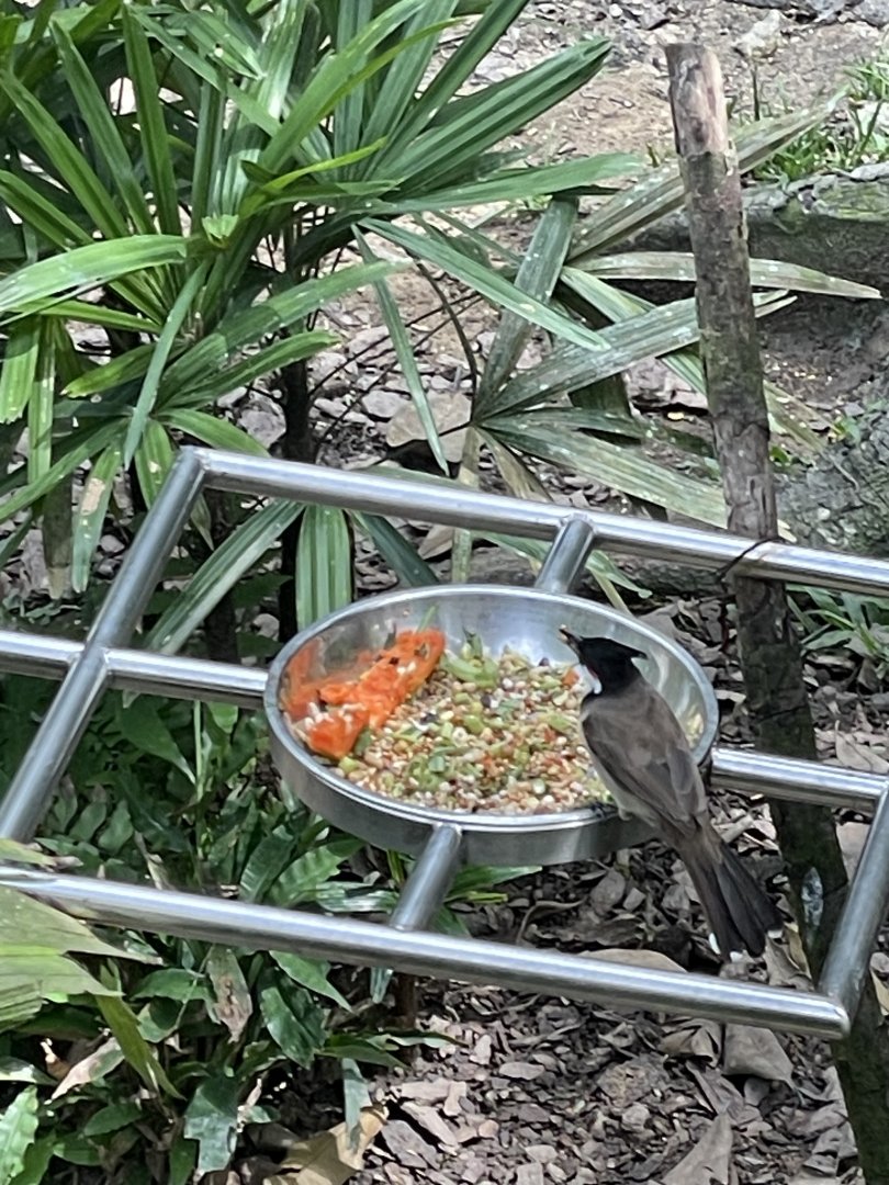 Red-whiskered Bulbul (Pycnonotus jocosus)