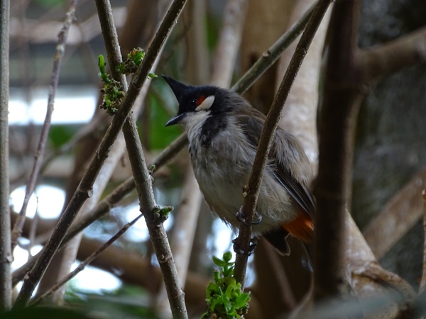 Red-whiskered bulbul (Pycnonotus jocosus)
