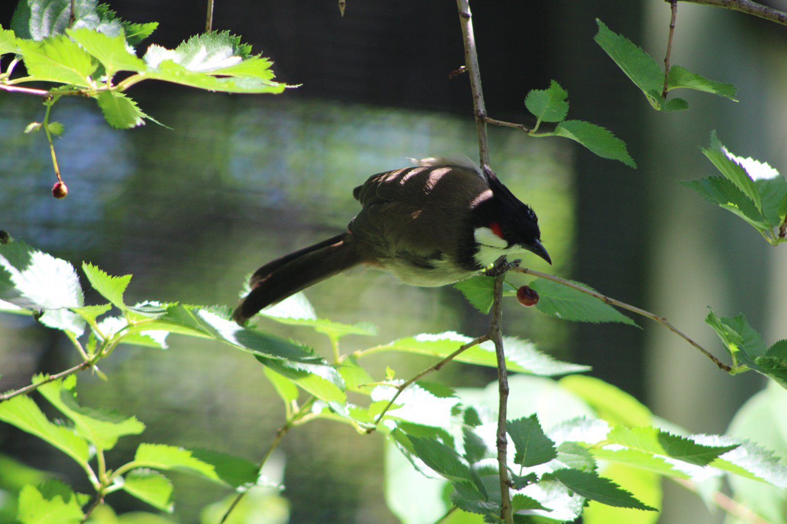 Red-Whiskered Bulbul (Pycnonotus jocosus)