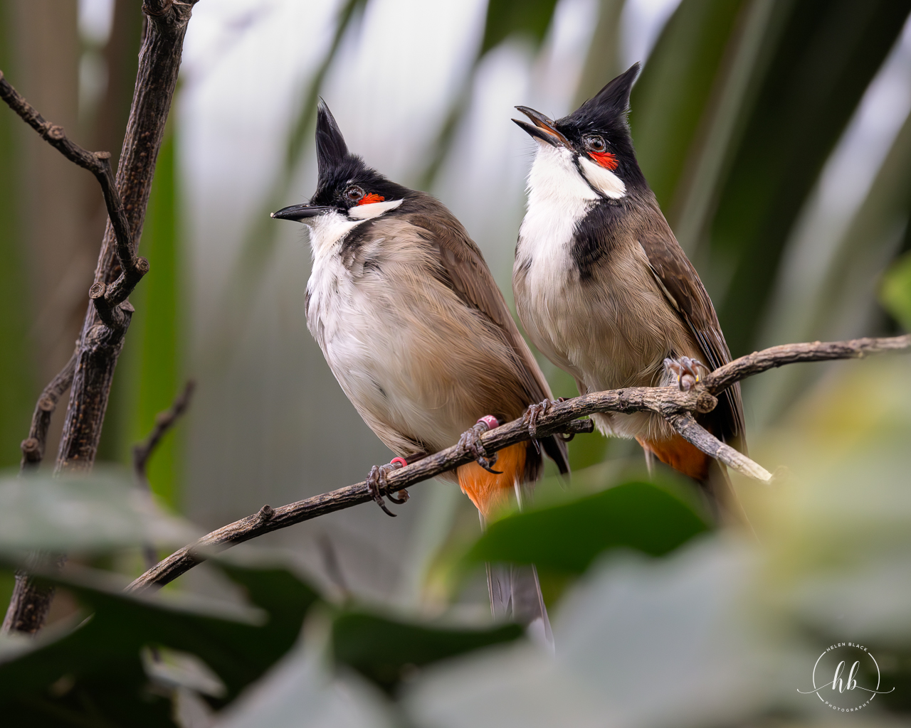 Red-whiskered Bulbul / Thrigby / 11-4-24
