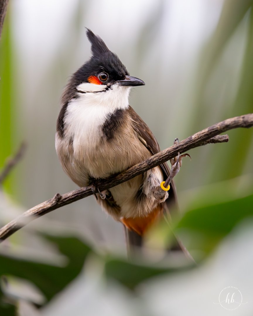 Red-whiskered Bulbul / Thrigby / 11-4-24