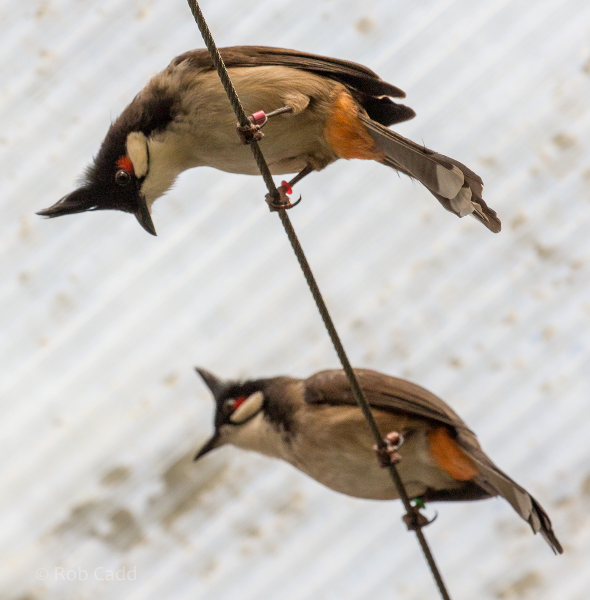 Red-whiskered bulbul : Thrigby Hall : 25 Mar 2016