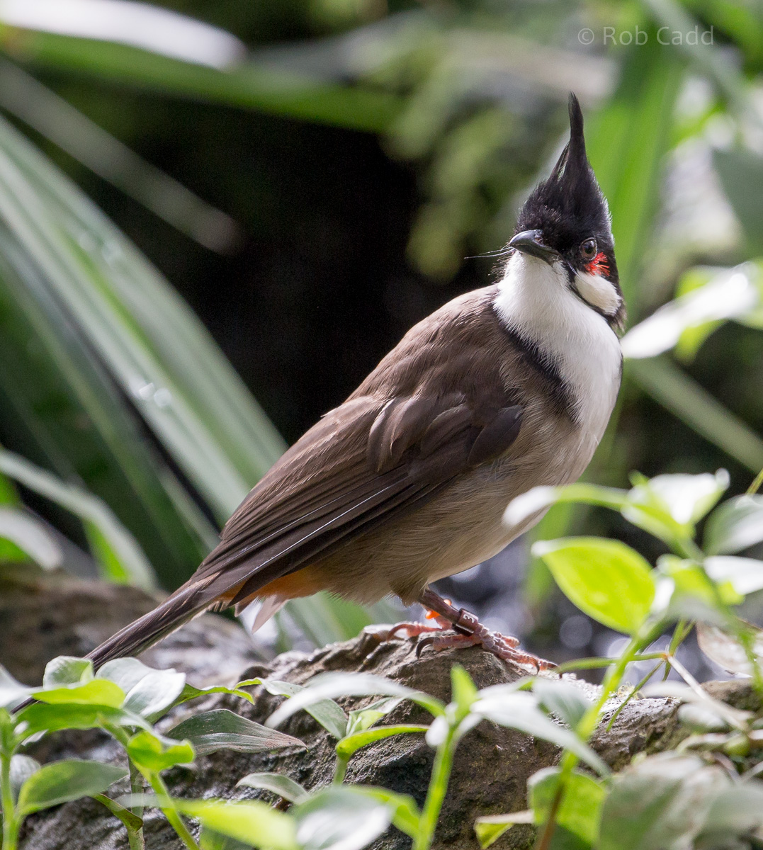 Red-whiskered bulbul : Thrigby Hall : 25 Mar 2016