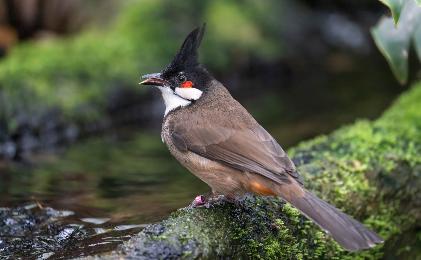 Red whiskered Bulbul, Thrigby, UK
