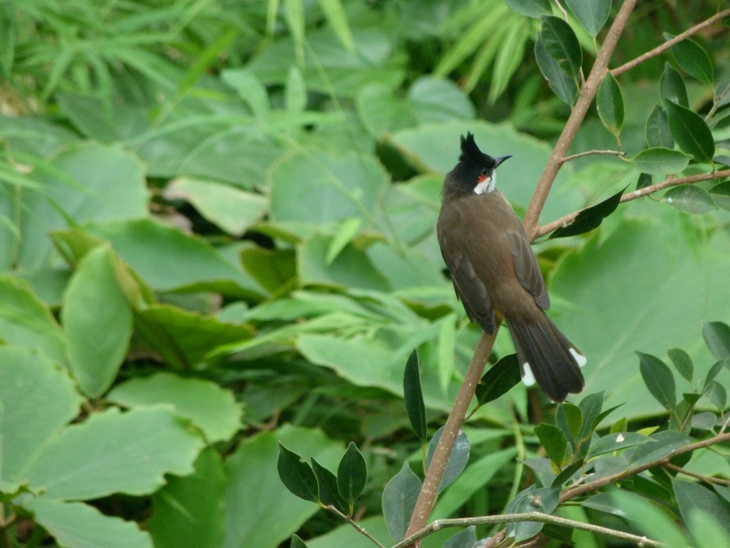 Red-whiskered bulbul -Tierpark Berlin (2024)