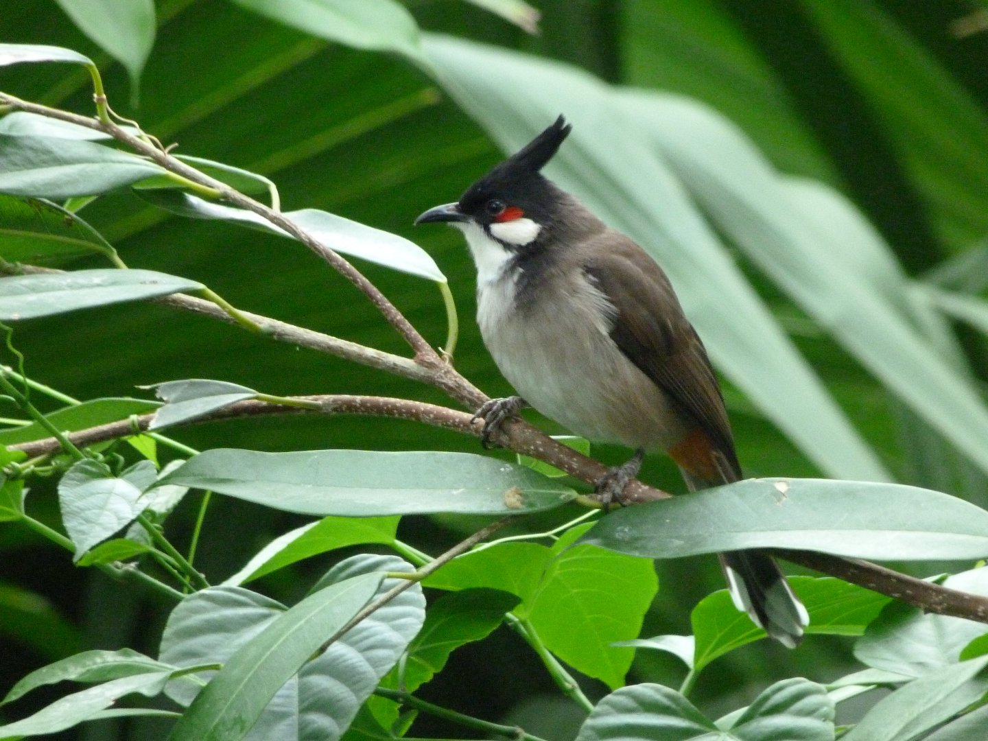 Red-whiskered bulbul -Tierpark Berlin (2024)