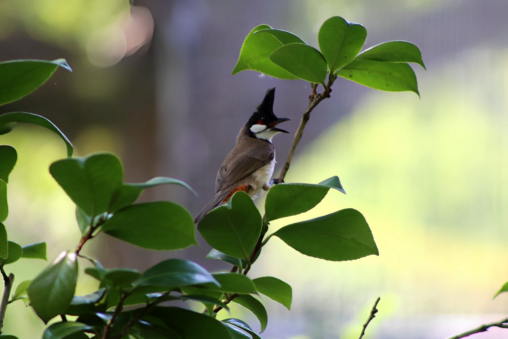 Red-whiskered Bulbul, Wild