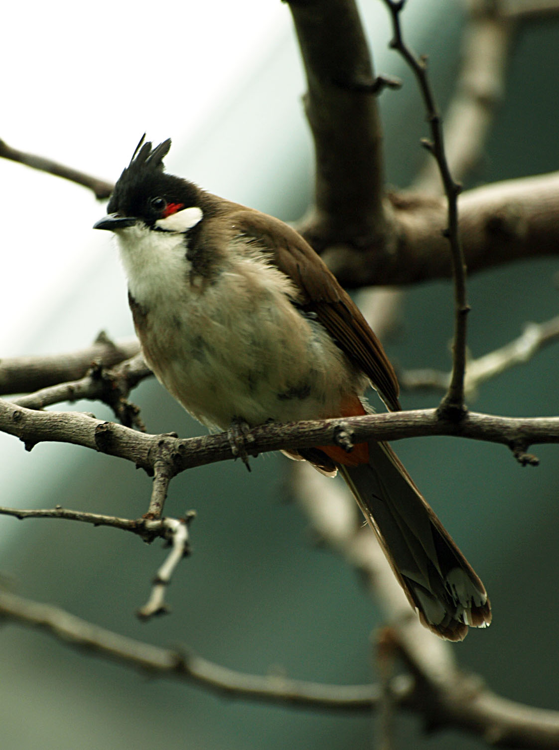 Red-whiskered bulbul
