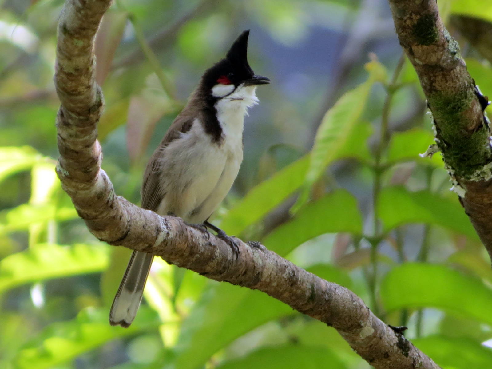 Red-whiskered Bulbul