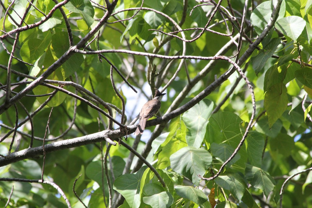 Red-whiskered Bulbul
