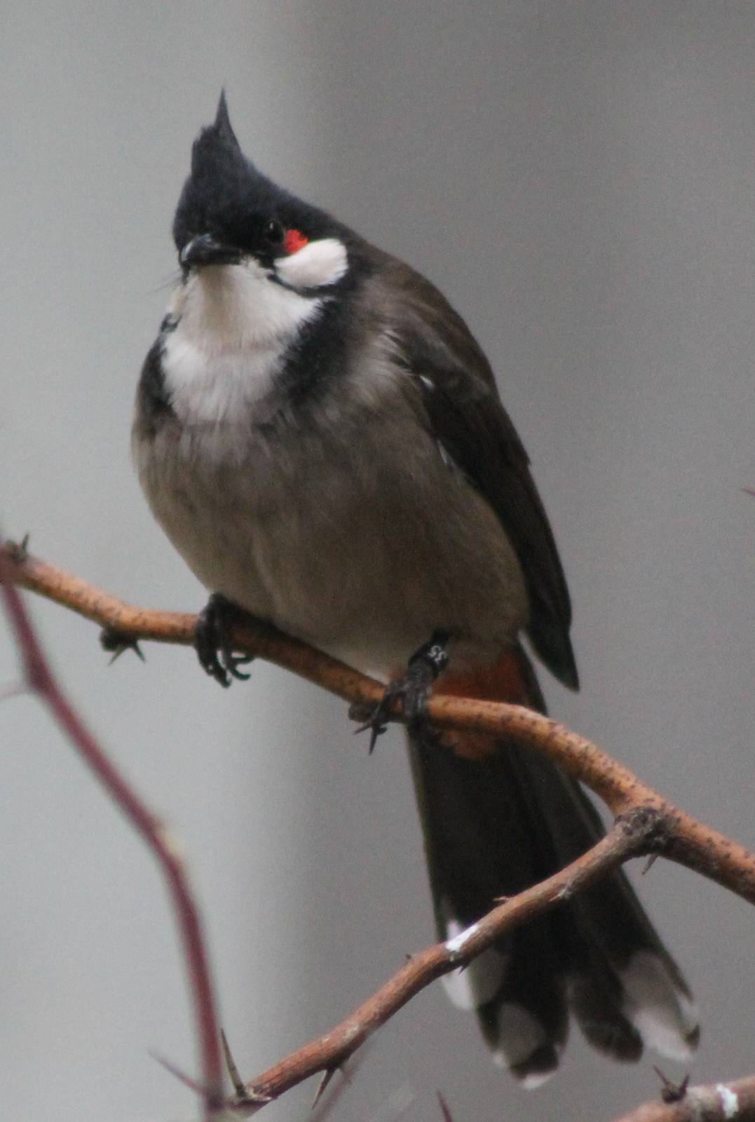red-whiskered bulbul