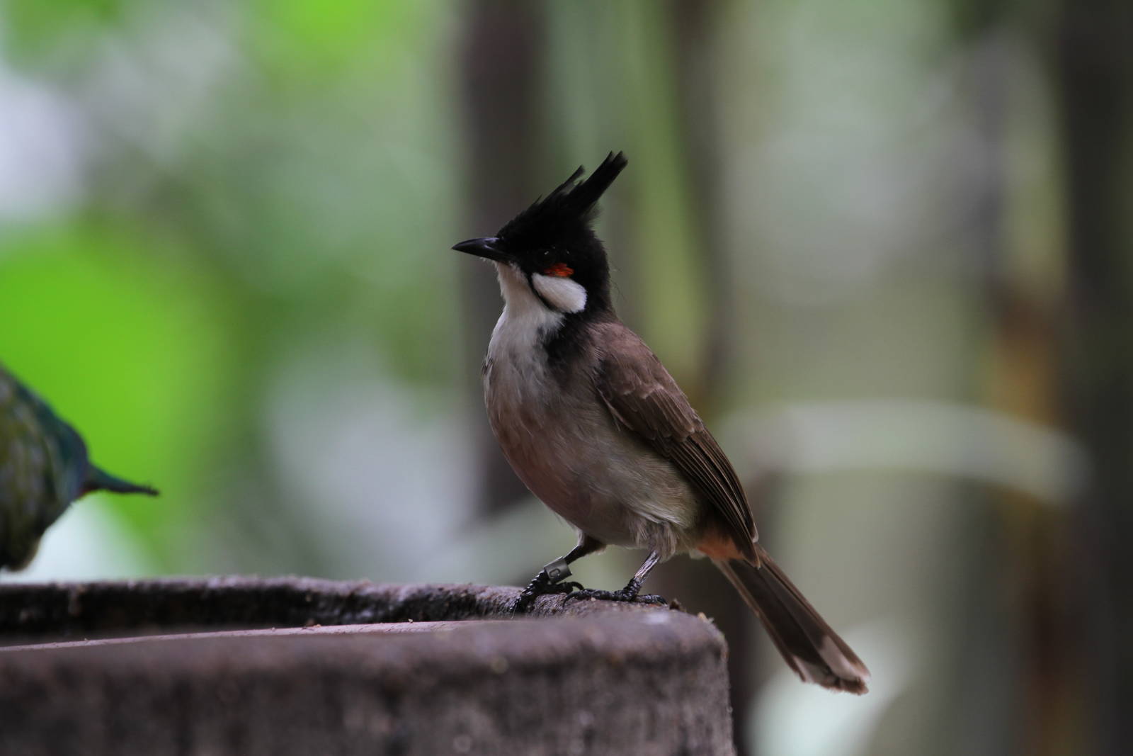 Red-whiskered Bulbul?