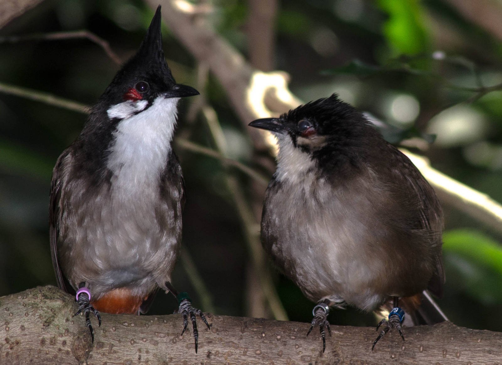 Red-whiskered Bulbul