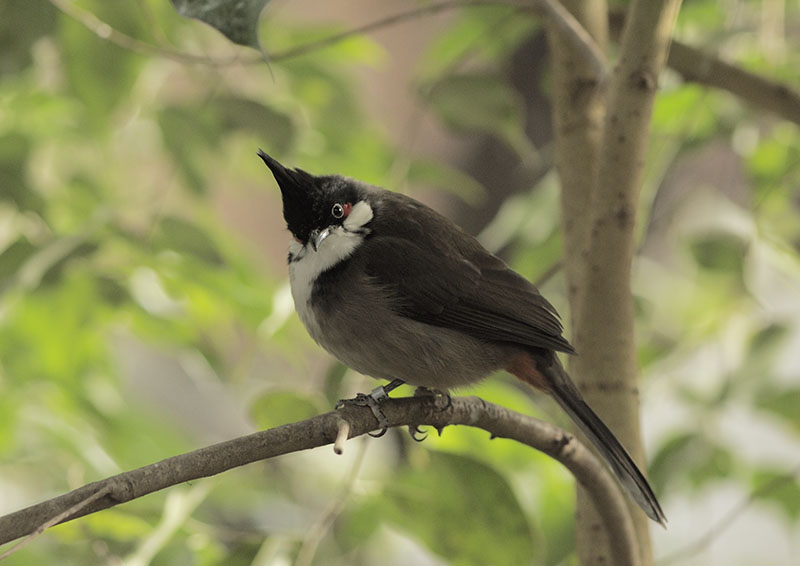 Red-whiskered bulbul