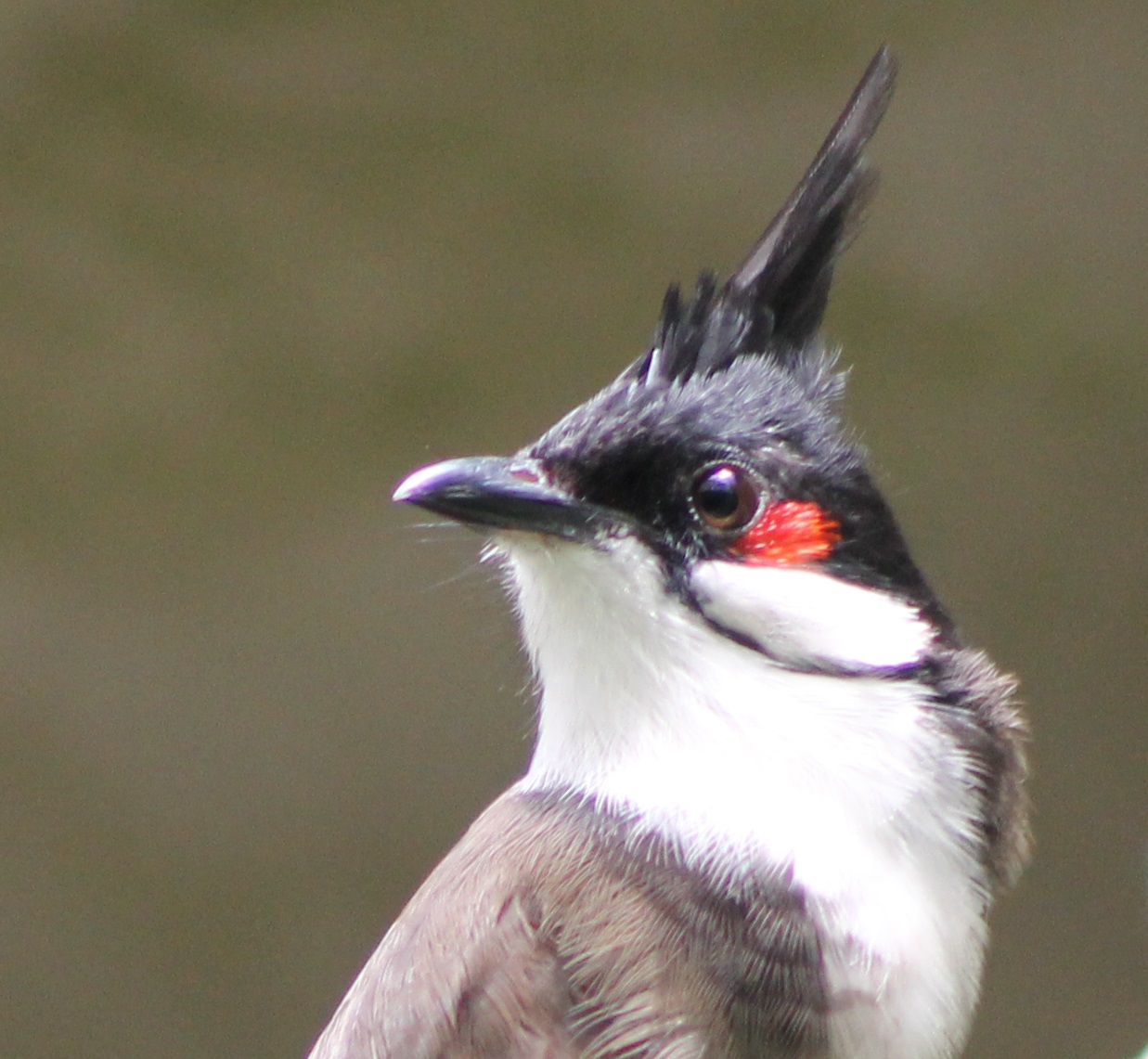 Red-whiskered bulbul