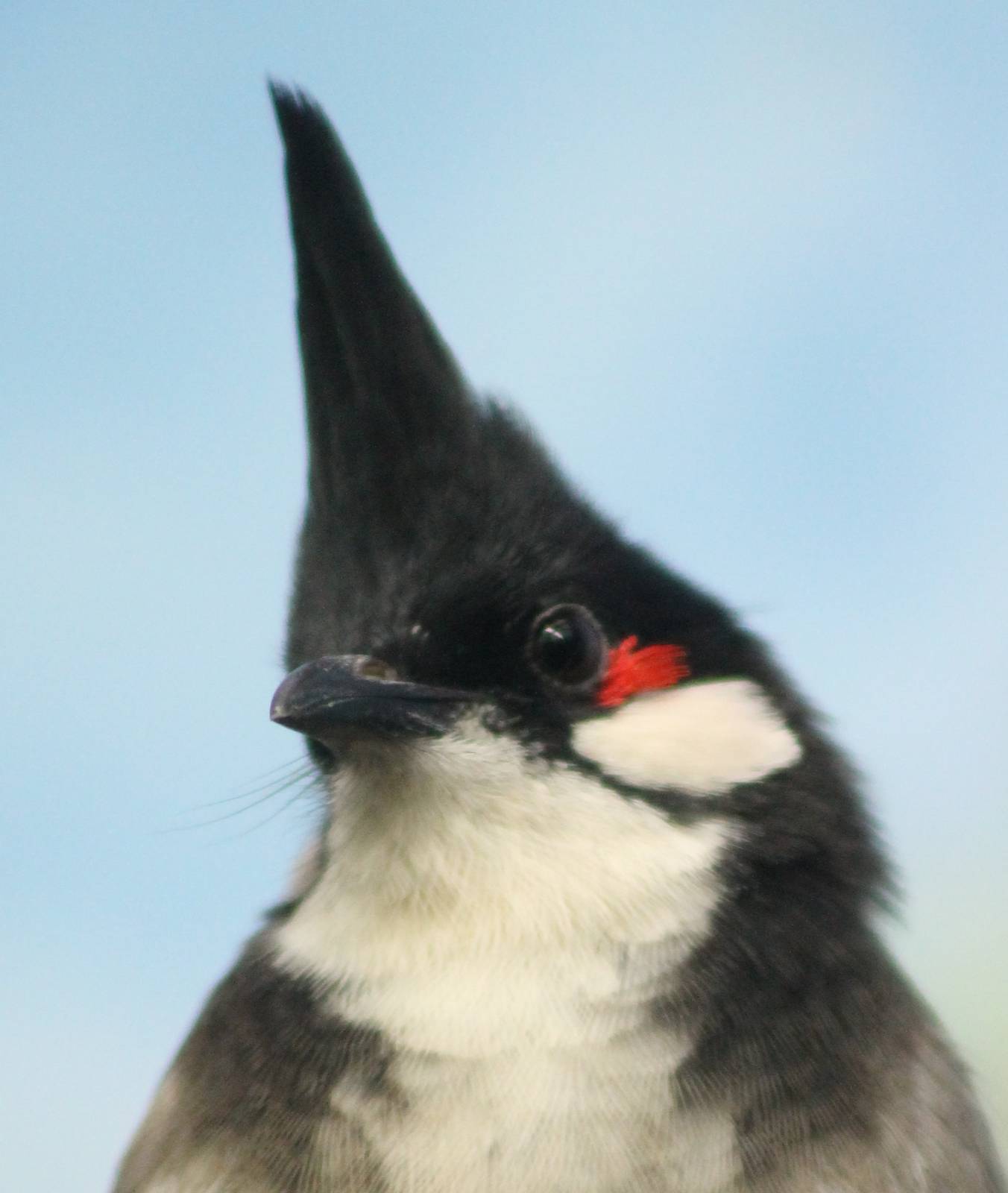 Red-whiskered bulbul