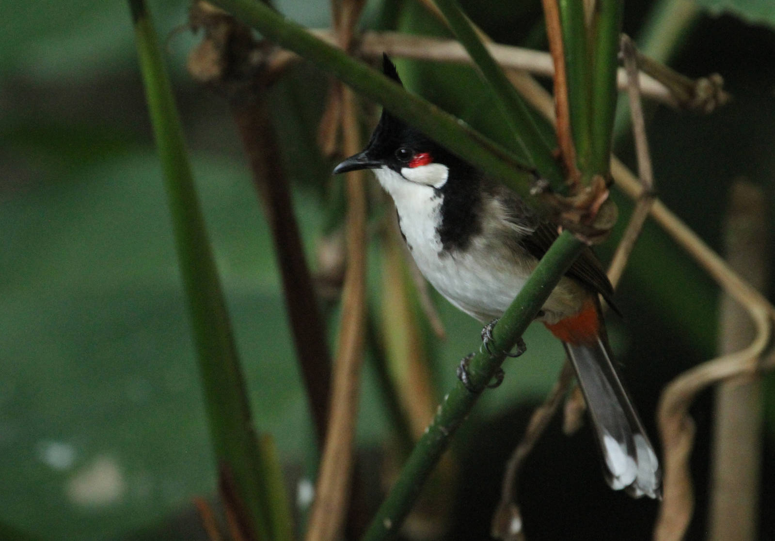 Red-whiskered Bulbul