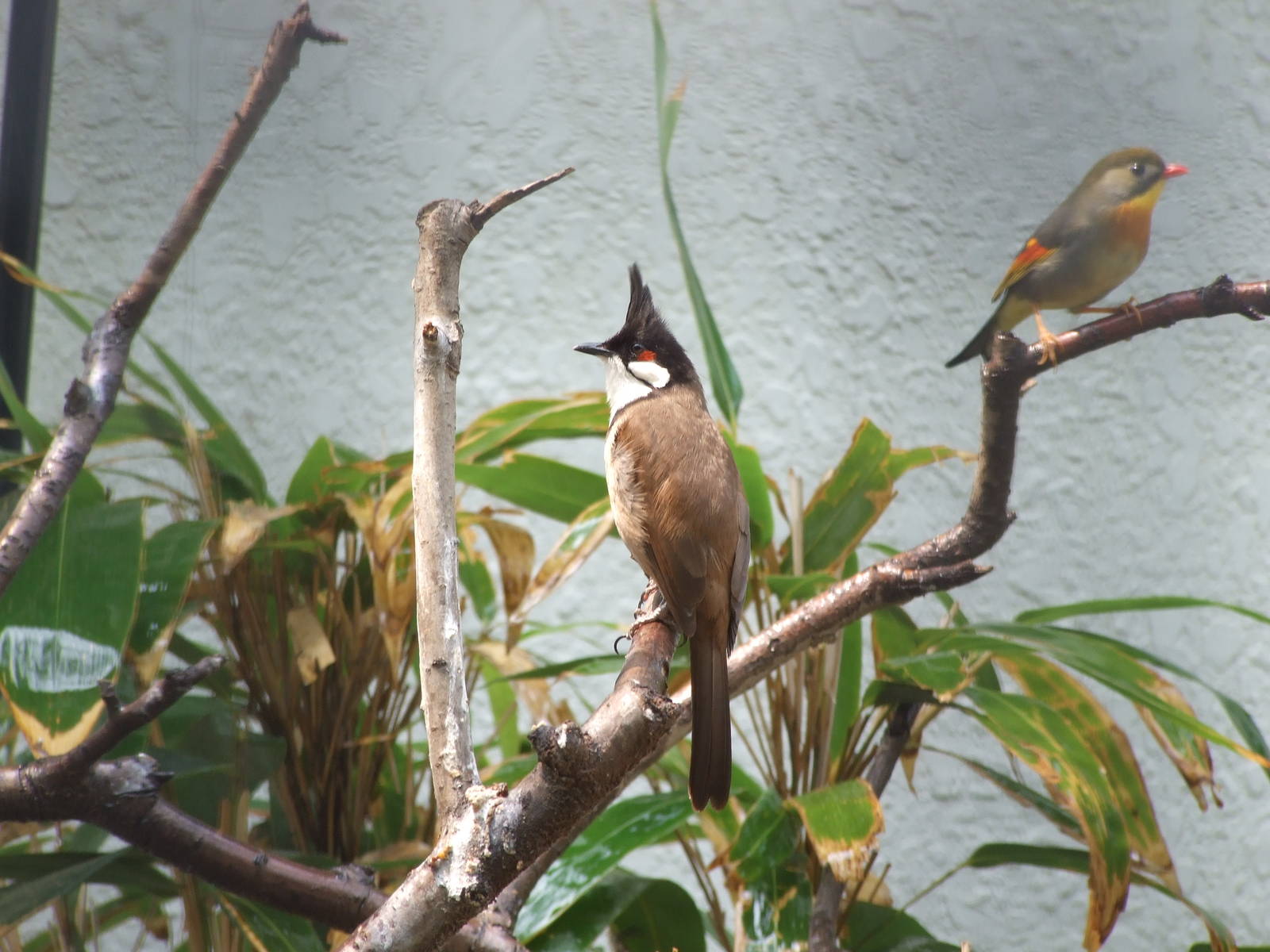 red-whiskered bulbul