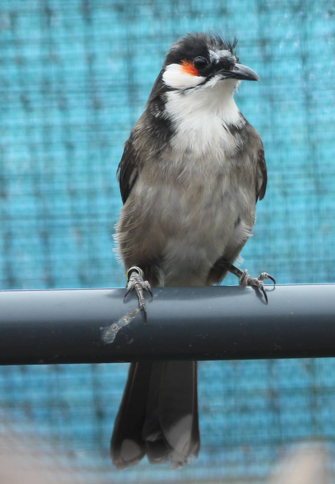 Red-whiskered bulbul