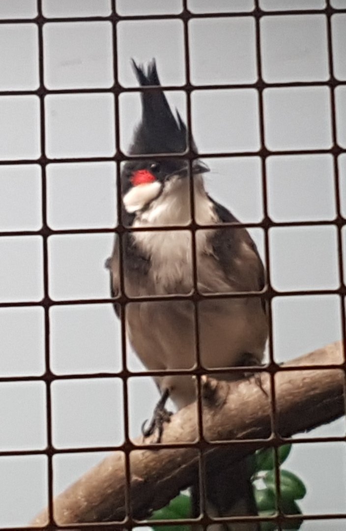 Red-whiskered bulbul