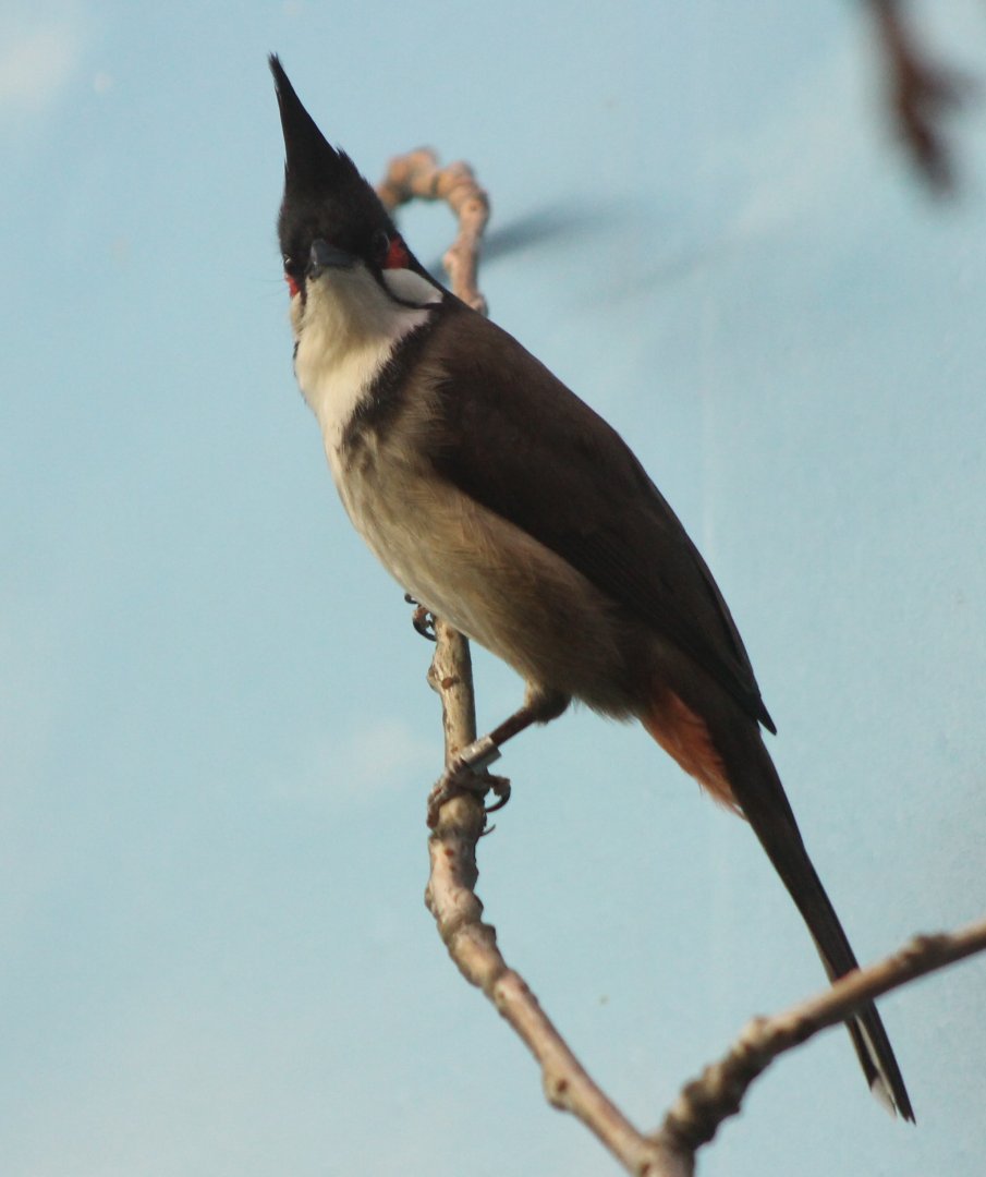 Red-whiskered bulbul