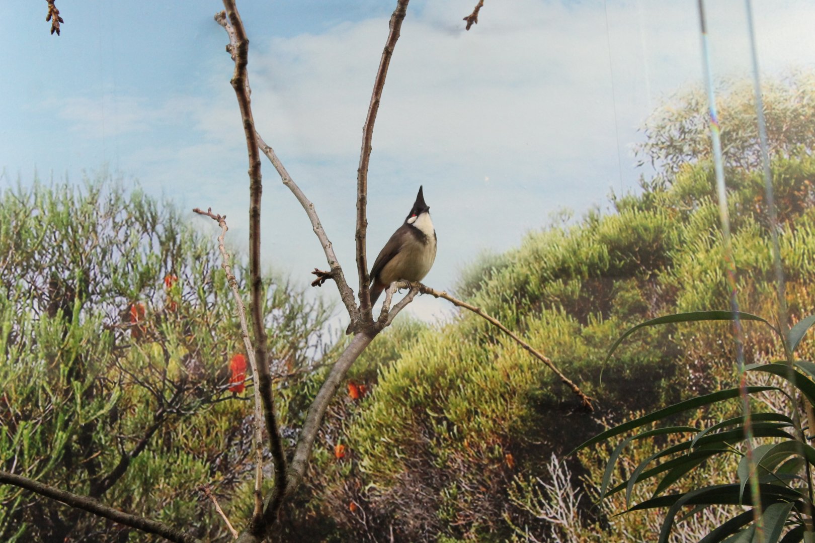 Red-whiskered bulbul