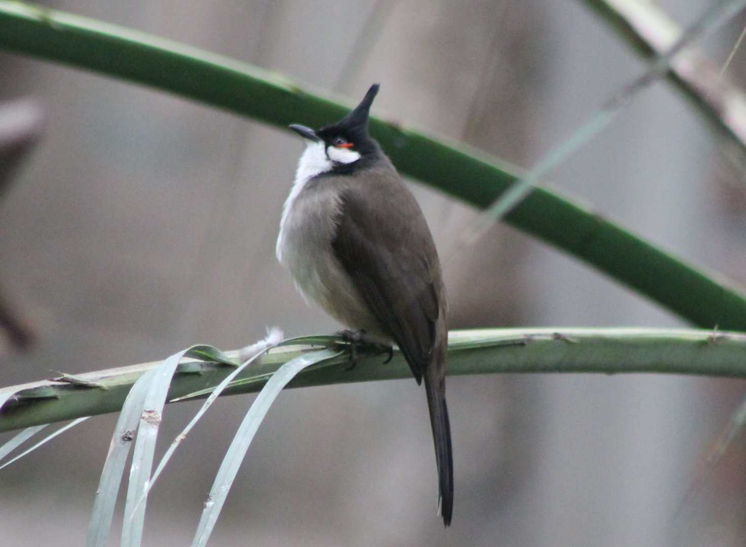 Red-whiskered bulbul