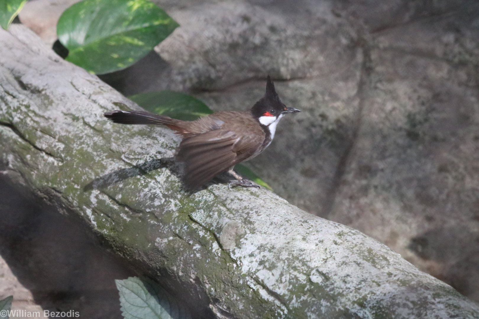 Red-whiskered Bulbul