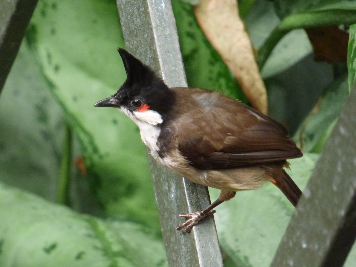 Red-whiskered Bulbul