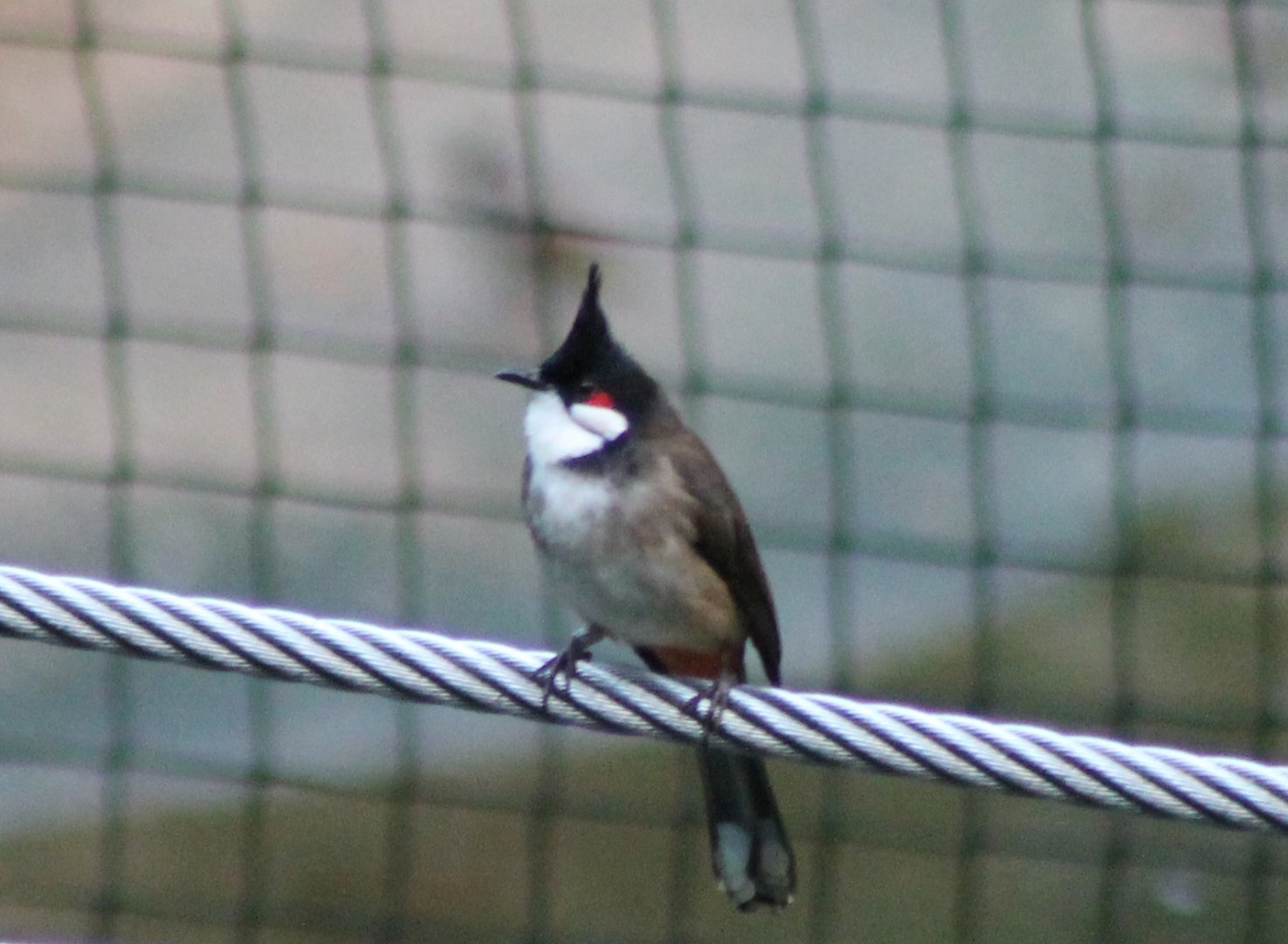 Red-whiskered bulbul