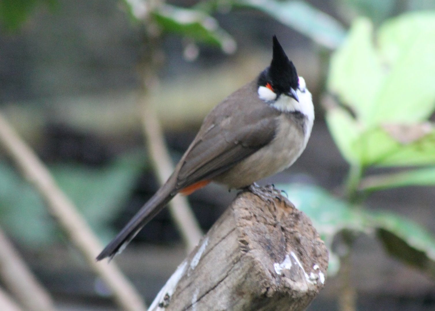 Red-whiskered bulbul