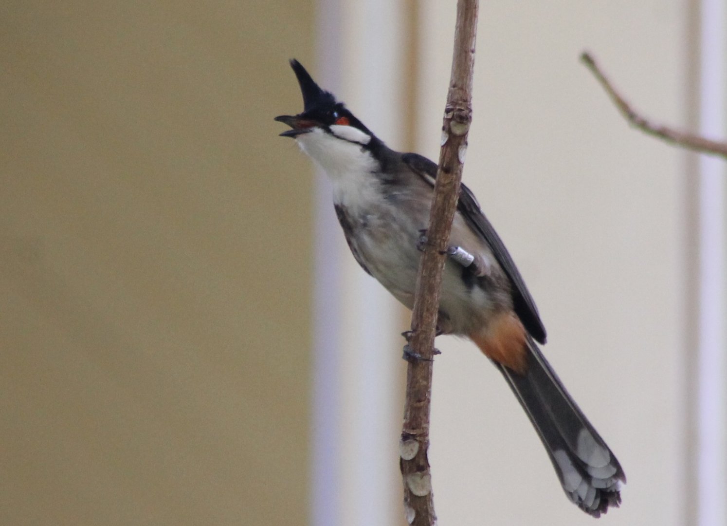 Red-whiskered bulbul