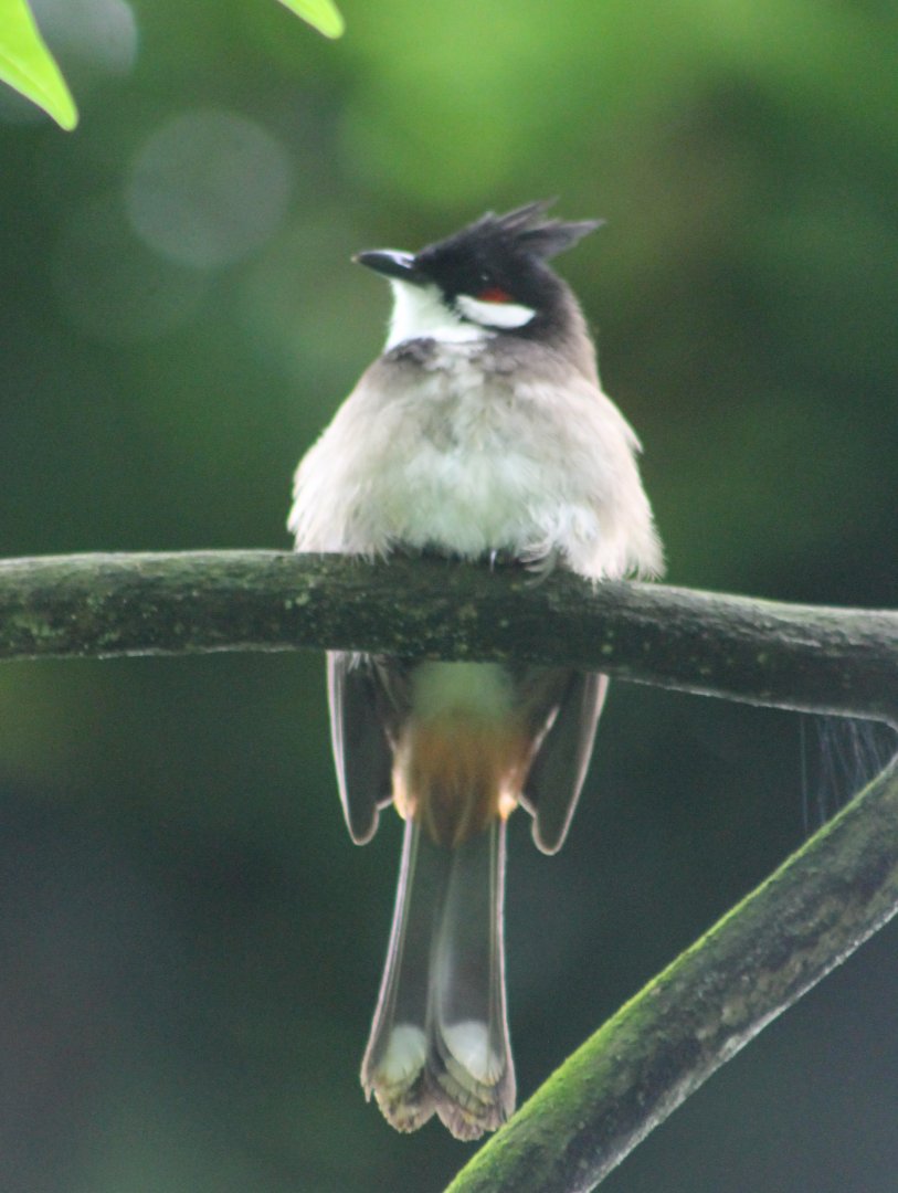 Red-whiskered bulbul