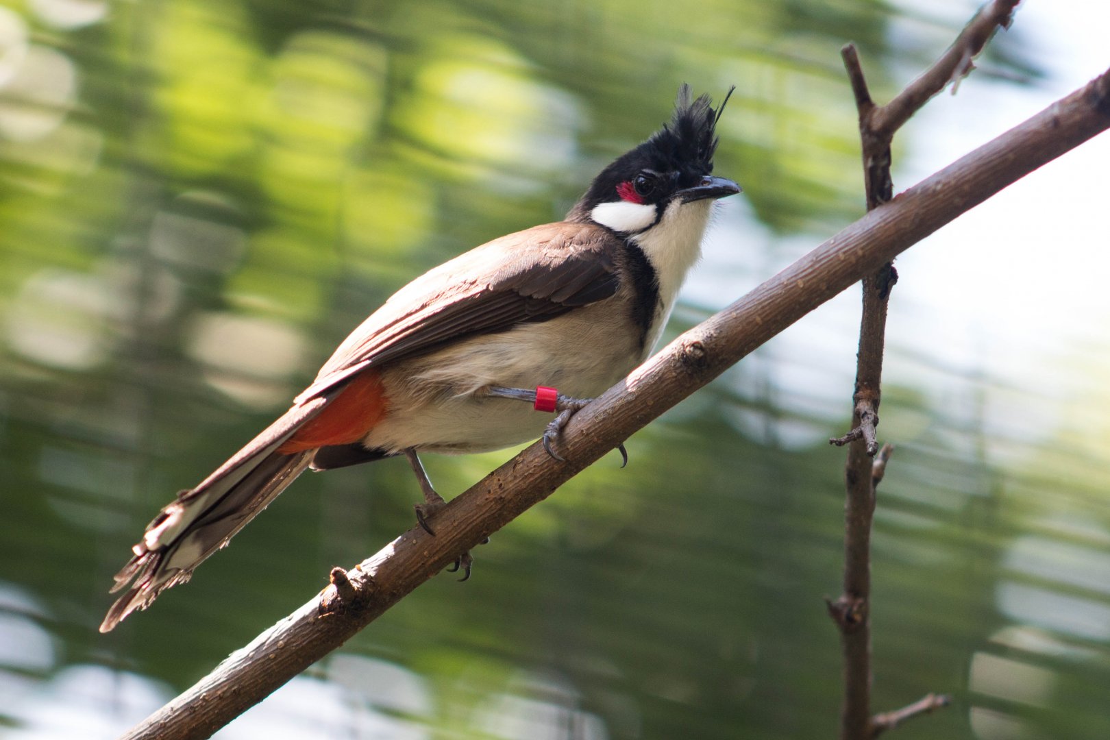 Red-whiskered bulbul