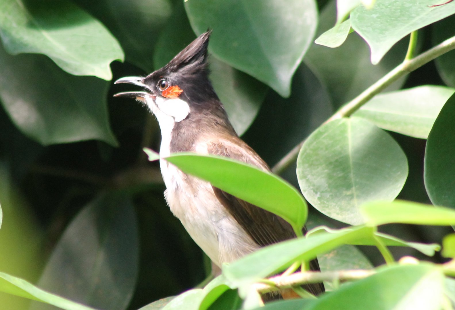 Red-whiskered bulbul