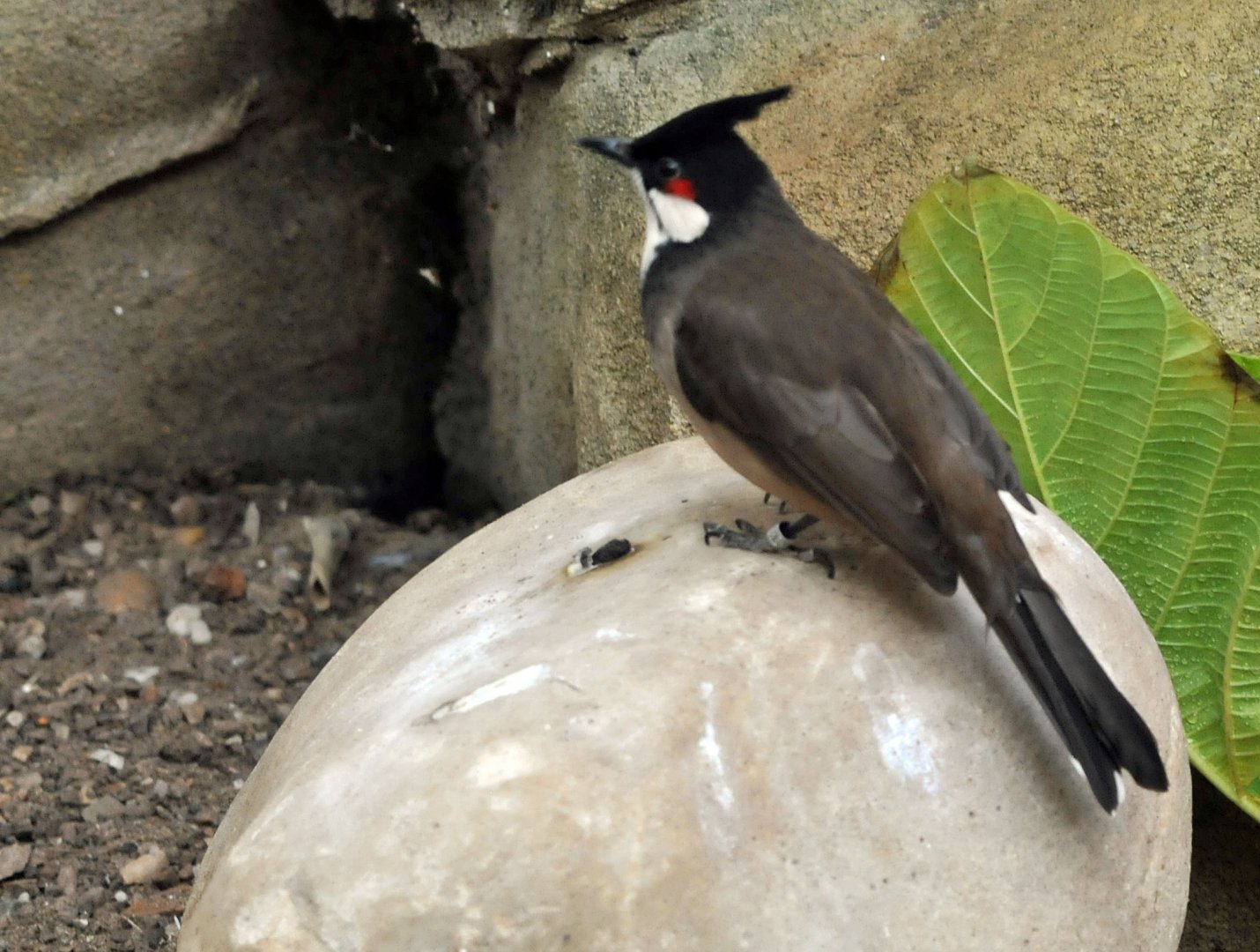 Red whiskered bulbul