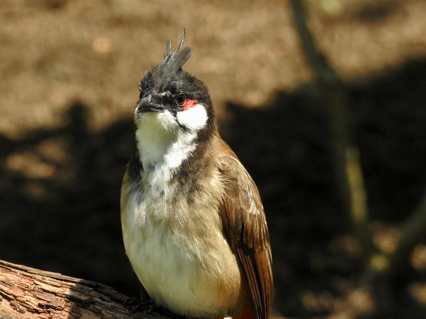 Red Whiskered Bulbul