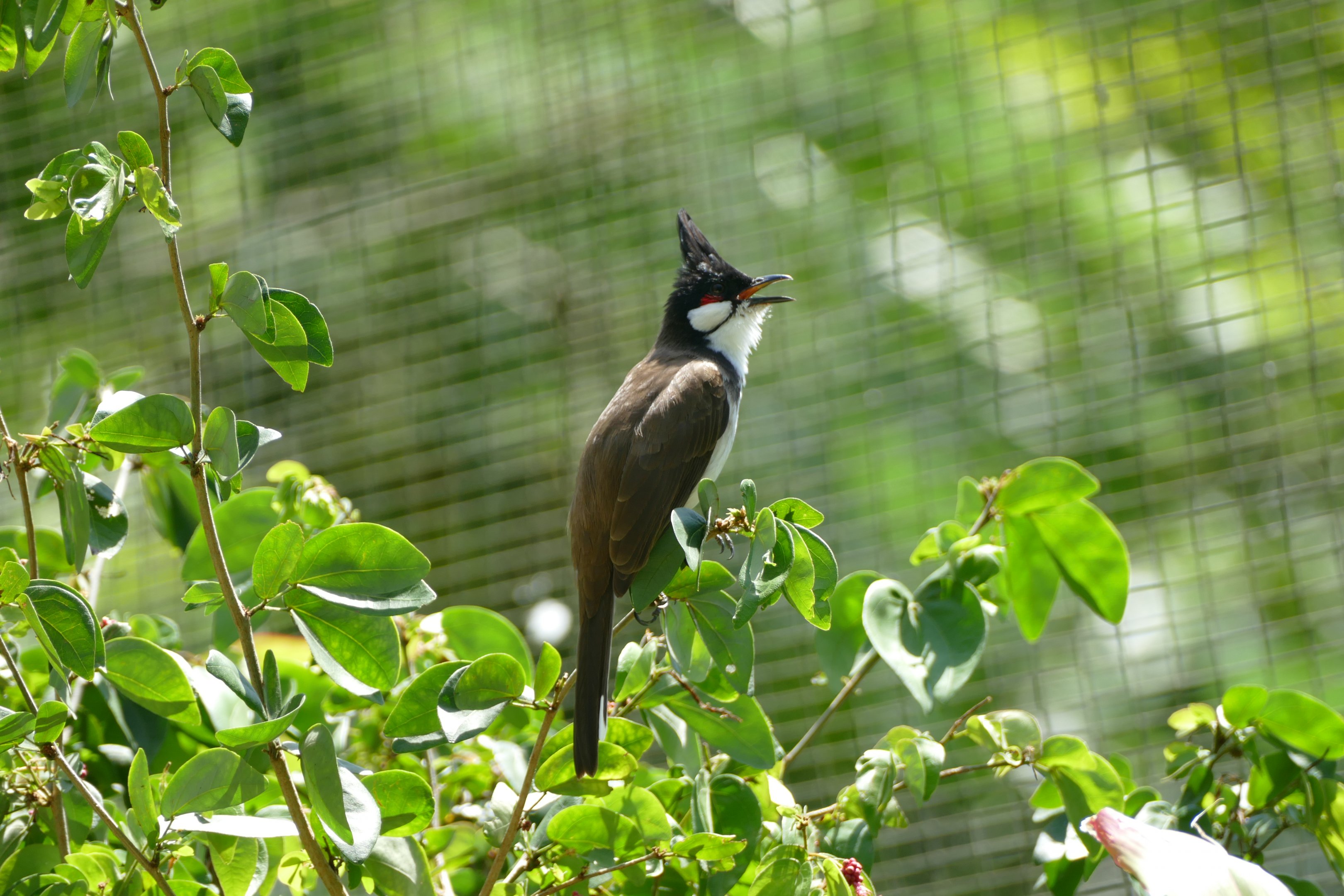 Red-whiskered bulbul
