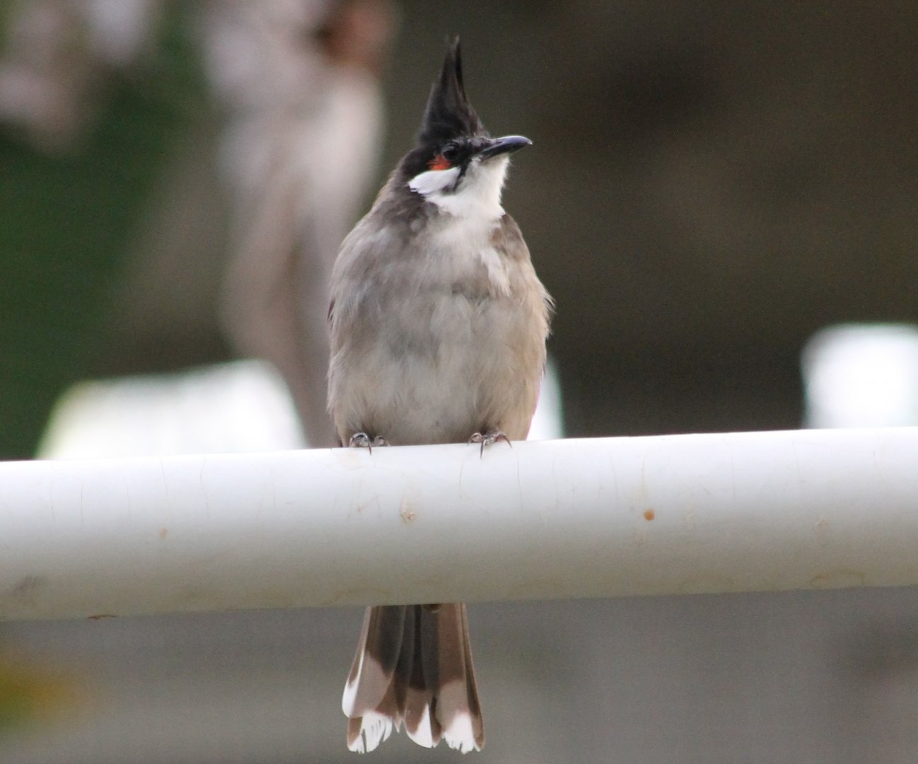Red-whiskered bulbul
