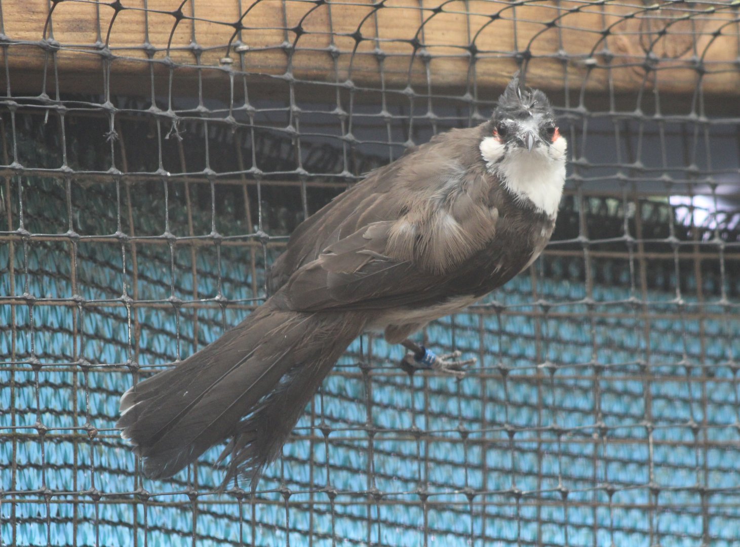 Red-whiskered bulbul