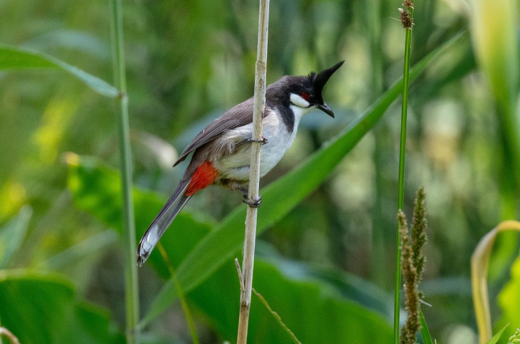 Red-whiskered Bulbul