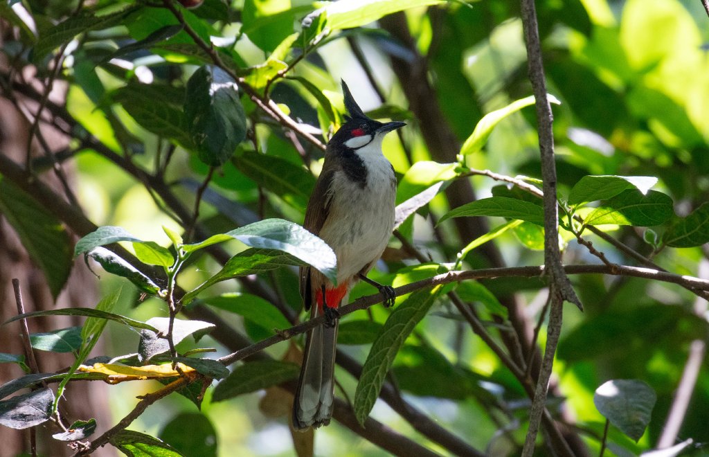 Red-whiskered Bulbul