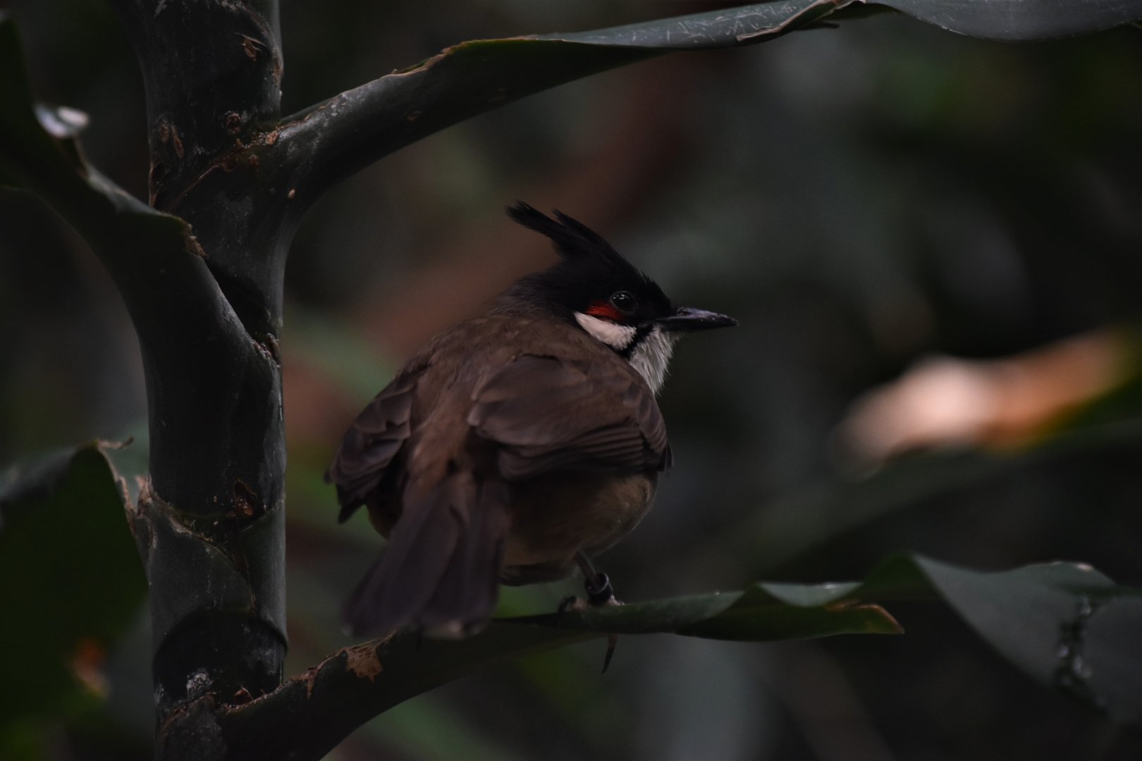 Red-whiskered bulbul